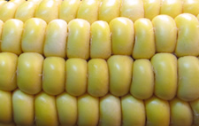 image of corn